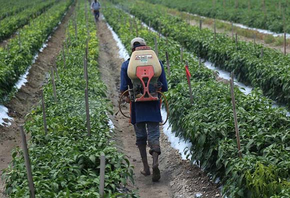 Jornaleros agrícolas señalan que el salario mínimo de $160.19 es insuficiente
