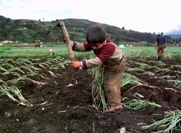 Pandemia echa a niños mexicanos al trabajo infantil 